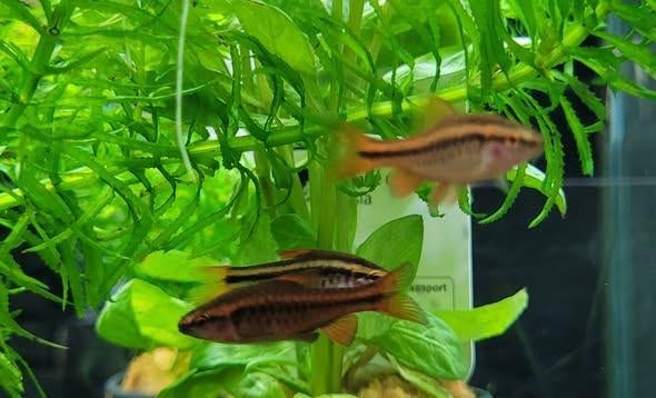 Hobbyaquarium Sherry barbeel, Vis, Zoetwatervis, Schoolvis