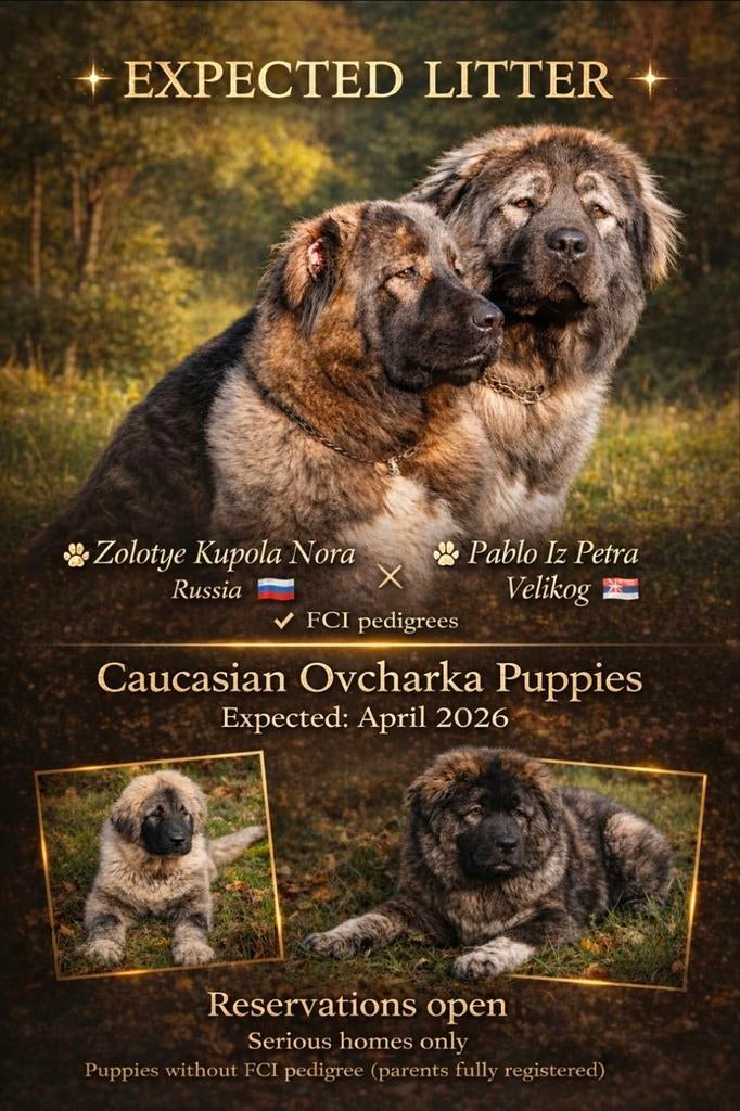 Caucasian Ovcharka nest verwacht in Frankrijk 🇲🇫, Fokker | Hobbymatig, 8 tot 15 weken, Buitenland, Meerdere