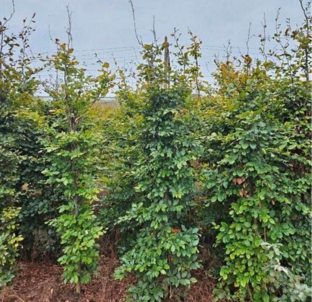 Beukenhaag boompjes 200 cm, Ophalen of Verzenden, Overige soorten, Volle zon