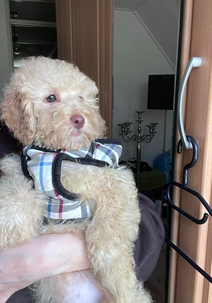 Cockapoo pup, Dieren en Toebehoren, Honden | Chihuahua's en Gezelschapshonden, Reu, Overige rassen, Particulier, Eén hond, Nederland
