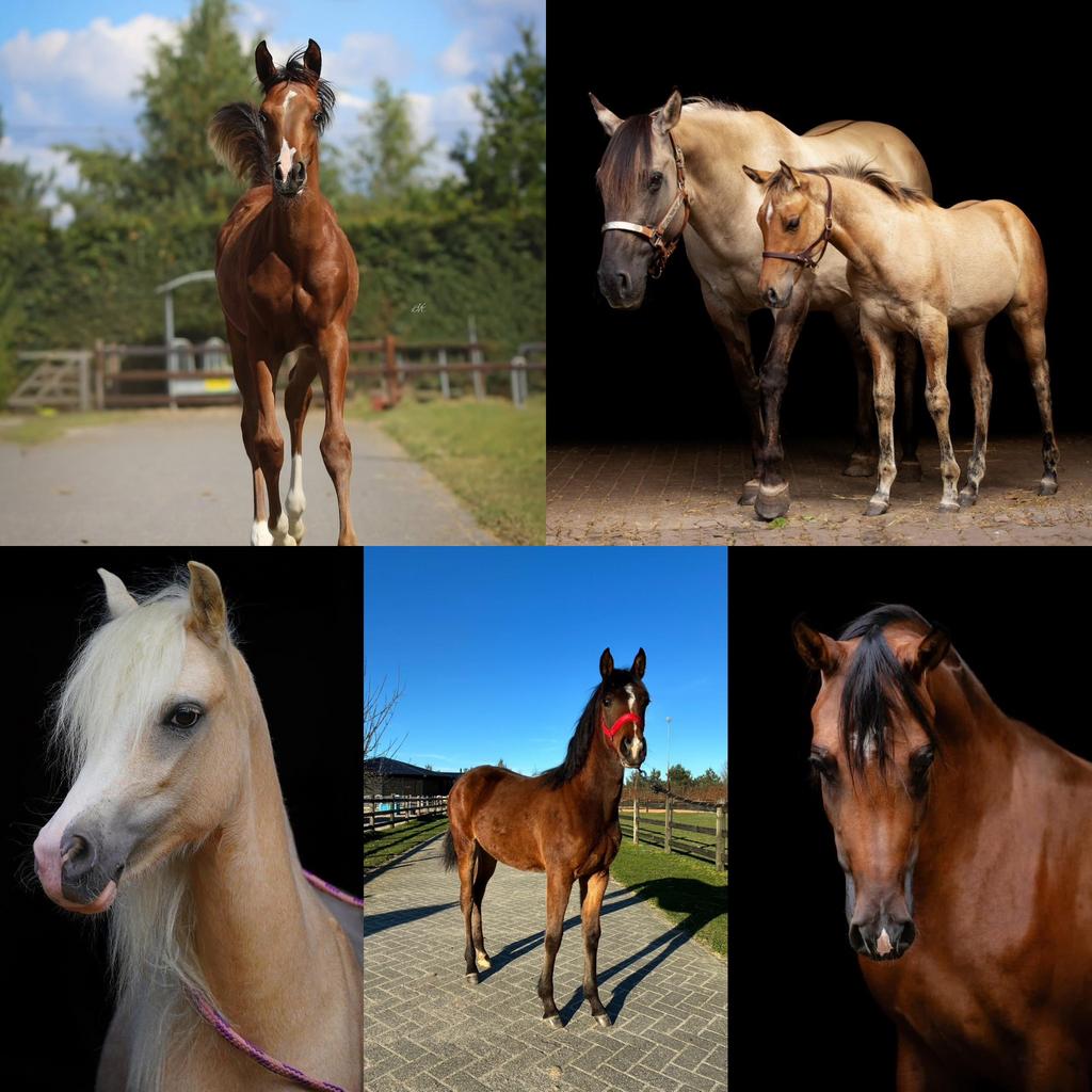 Arabisch volbloed, Quarter Horse & Welsh pony, Dieren en Toebehoren, Paarden, Merrie, Minder dan 160 cm, Met stamboom, 0 tot 2 jaar