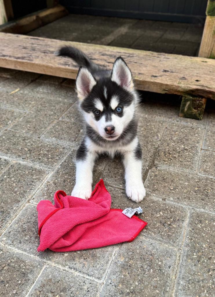 Pomsky pups, Dieren en Toebehoren, Overige rassen, 8 tot 15 weken, Parvo, Meerdere