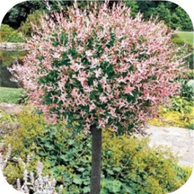 Salix integra Hakuro nishiki, Bonte wilg, flamingoboom, Vaste plant