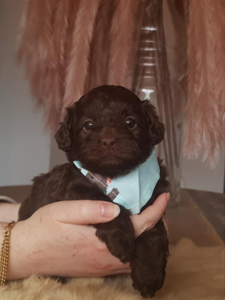 Shihpoo/Toypoedel pups, Poedel, Parvo, 8 tot 15 weken, Meerdere