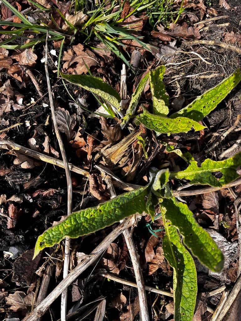 Smeerwortel (Symphytum officinale)Ideaal voor de moestuin!, Tuin en Terras, Planten | Tuinplanten, Ophalen of Verzenden, Eenjarig