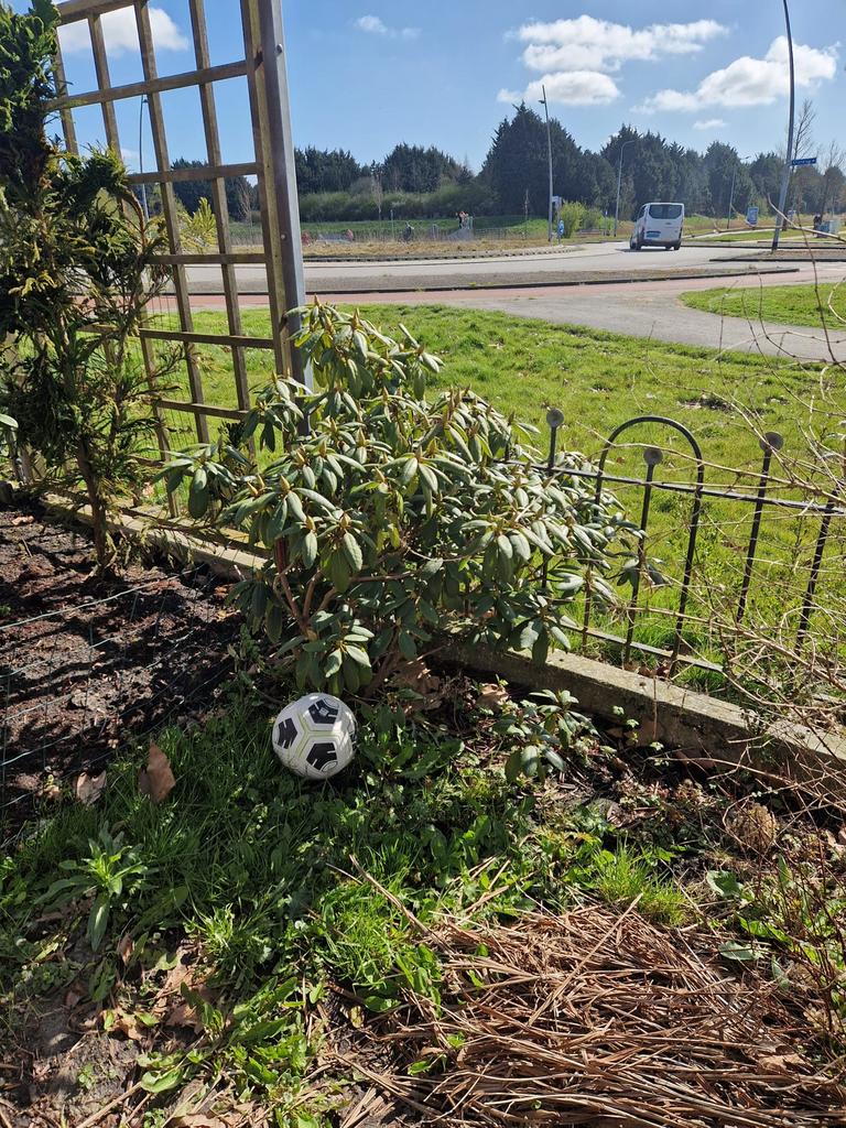 Diverse planten en struiken uit de tuin, Ophalen, Overige soorten, Struik, 100 tot 250 cm