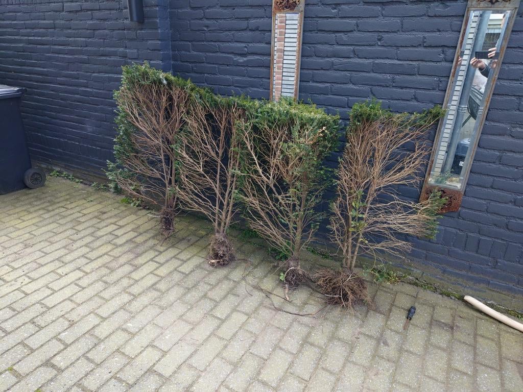 Taxus haagplanten 80cm hoog gratis, Ophalen, Taxus, Haag, Minder dan 100 cm