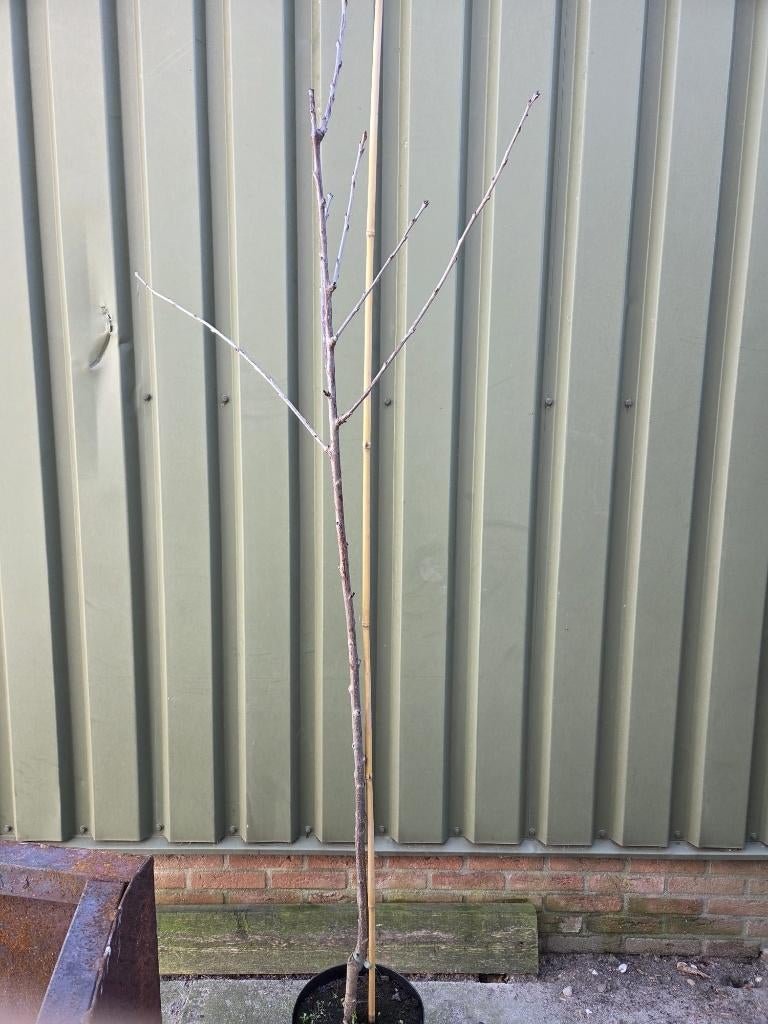 TE Koop aangeboden Vrucht kersen boompjes, Tuin en Terras, Planten | Bomen, Overige soorten, 100 tot 250 cm, Zomer, Ophalen