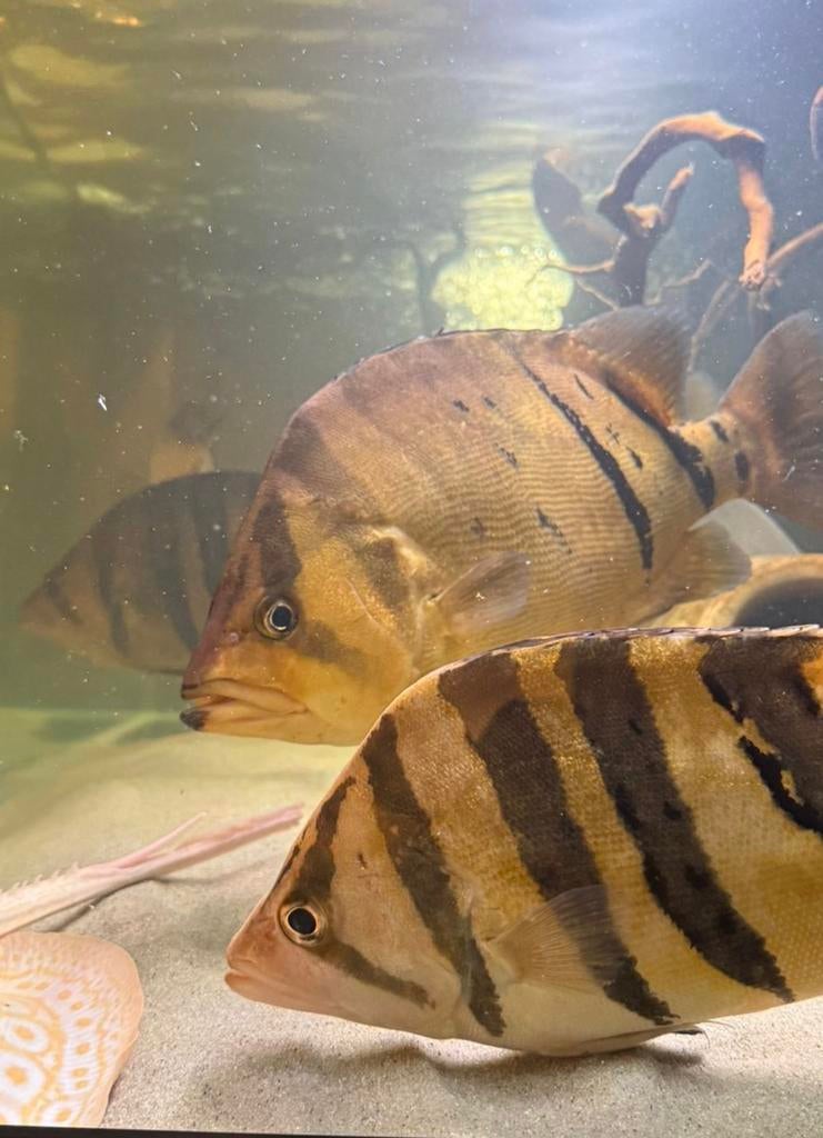 2x Datnioides microlepis sumatra tijgerbaars., Dieren en Toebehoren, Vissen | Aquariumvissen, Vis