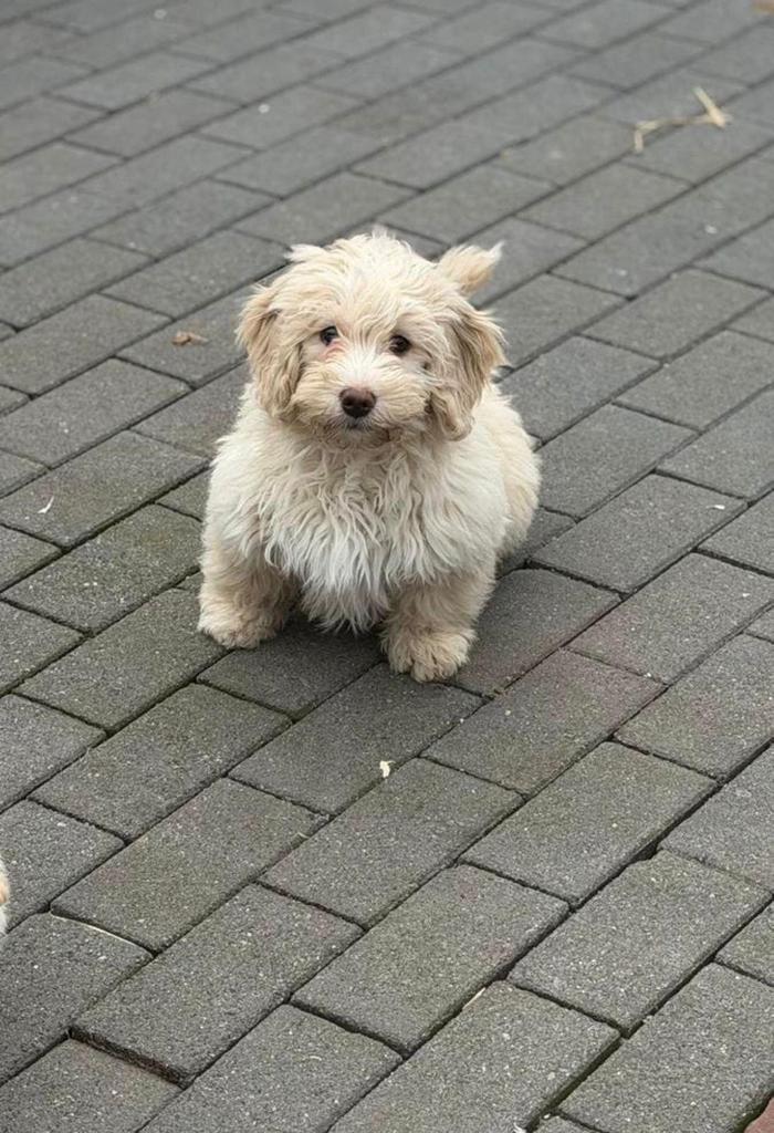 Knappe blonde Maltipoo’s, Dieren en Toebehoren, Honden | Chihuahua's en Gezelschapshonden, Reu, Overige rassen, Particulier, Meerdere