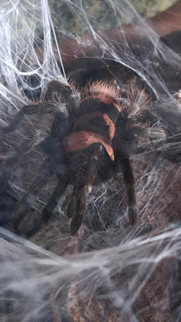 Davus pentaloris vrouw 2024 met Exo Terra Terrarium, Dieren en Toebehoren, Insecten en Spinnen, Spin of Schorpioen