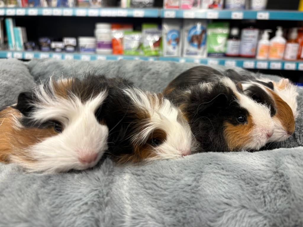 Jonge raszuivere Sheltie cavia zeugjes, Cavia, Vrouwelijk, Januari, Tam