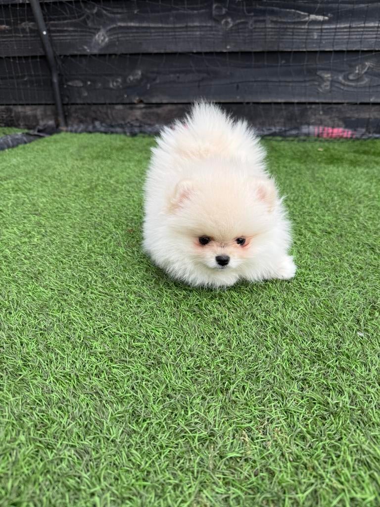 Zeer fraai Pomeriaan reutje met FCI stamboom | Wit | Klein, Dieren en Toebehoren, Fokker | Hobbymatig, Keeshond, 15 weken tot 1 jaar