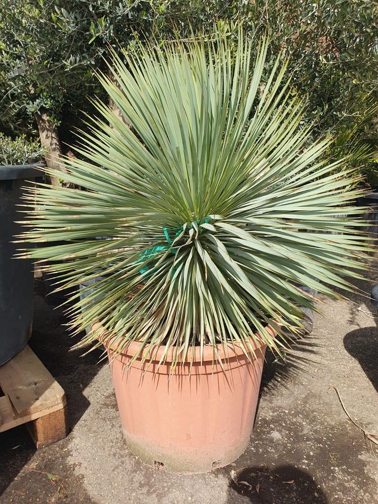 Yucca rostrata, Overige soorten, 100 tot 250 cm, Zomer, Ophalen