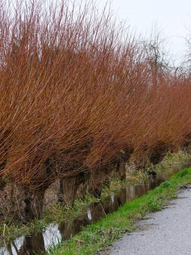 BOOM Salix alba Chermesina Schietwilg rood/gele takken, Overige soorten, Volle zon, Vaste plant, Ophalen of Verzenden