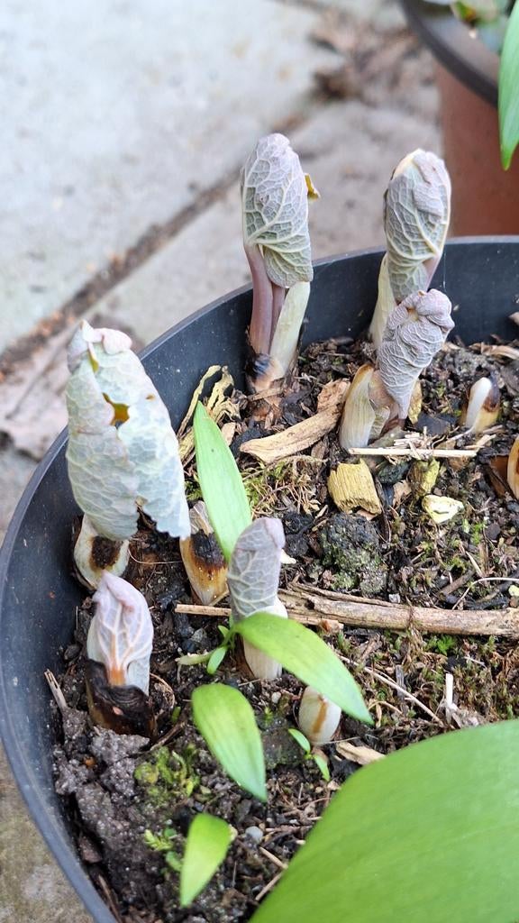 3 potten bloedwortel. Sanguinaria canadensis 'multiplex'., Tuin en Terras, Ophalen, Bodembedekkers, Vaste plant, Halfschaduw