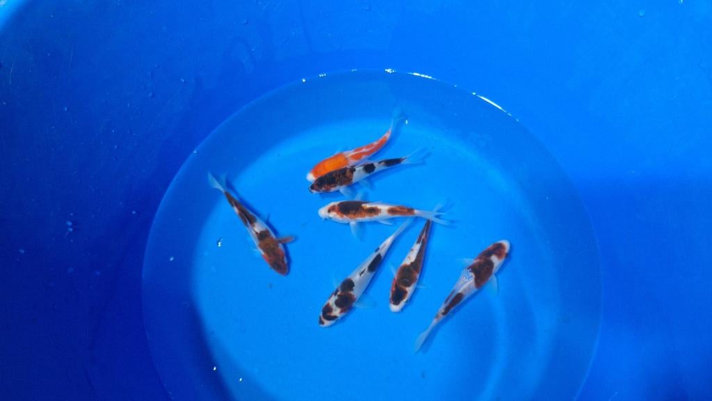 Goromo en goshiki van de kweker Otsuka, Dieren en Toebehoren, Vissen | Vijvervissen, Karper of Koi