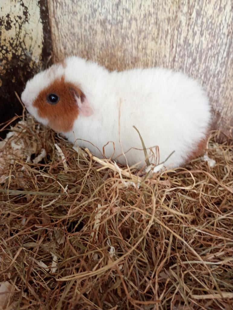 Lief us Teddy zeugje zoekt naar een nieuwe 5  woning, Dieren en Toebehoren, Knaagdieren, Vrouwelijk, Tam, Maart, Cavia