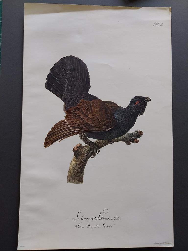 7 prenten door madame knip, Antiek en Kunst, Ophalen of Verzenden