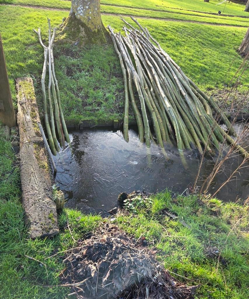 Knotwilgen stekken, Tuin en Terras, Planten | Bomen, Ophalen, Overige soorten