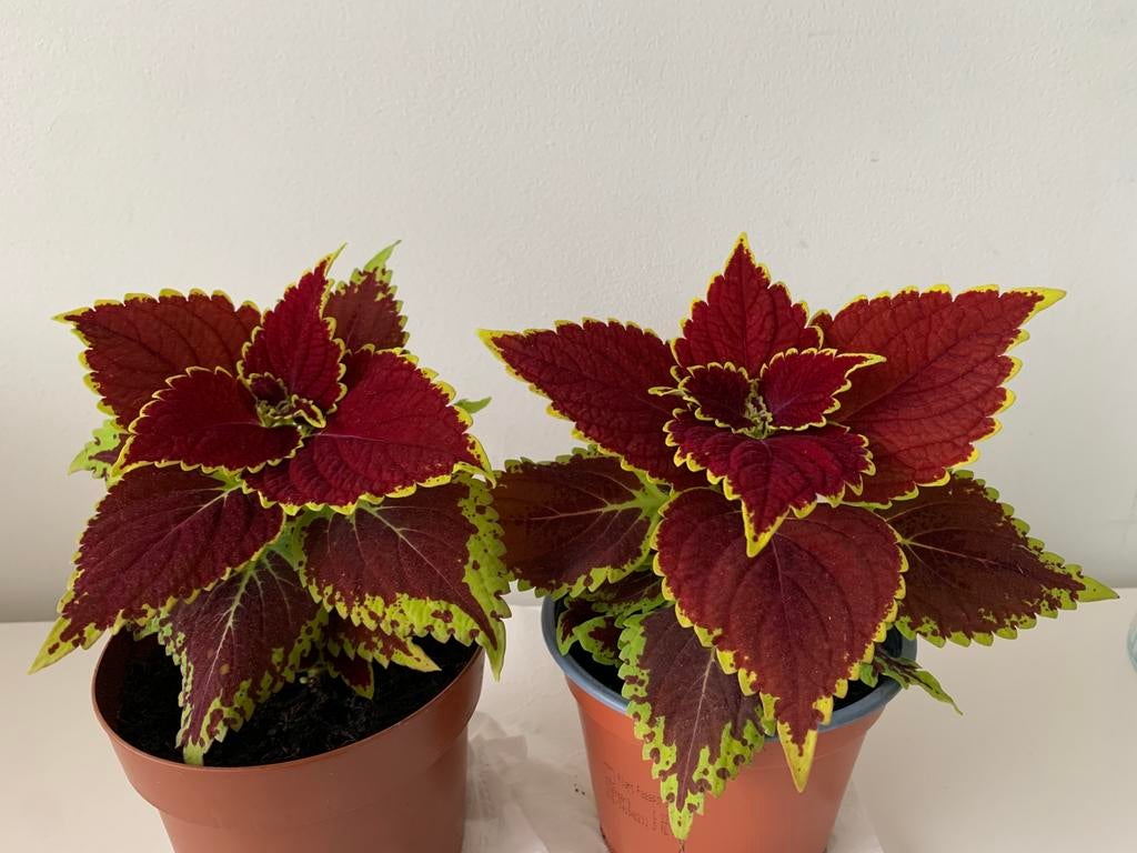 Coleus planten, Ophalen of Verzenden