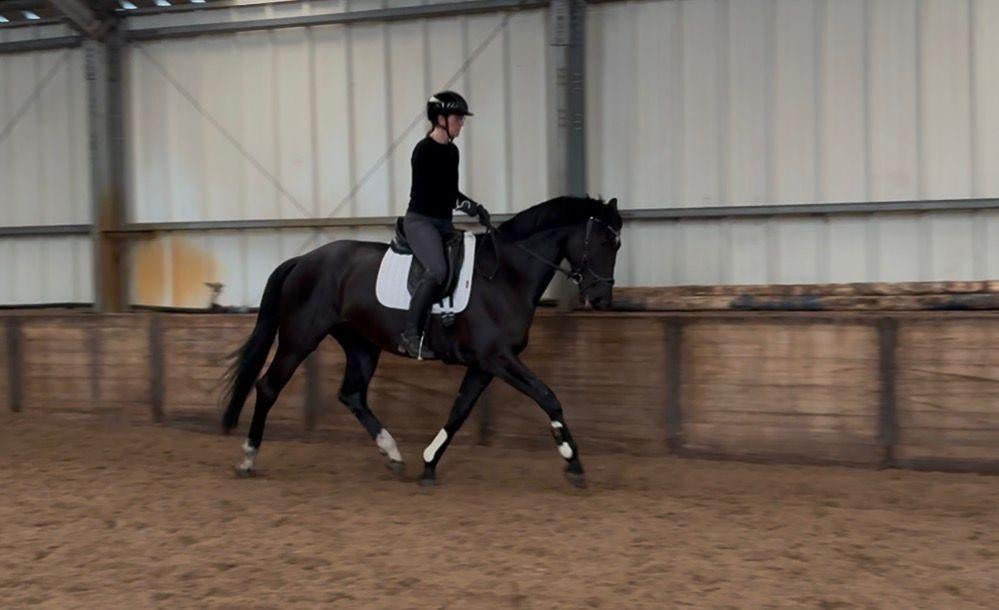 Zeer brave 5 jarige IBOP STER merrie v. Lowlands, Dieren en Toebehoren, Merrie, Dressuurpaard, L, 170 tot 175 cm