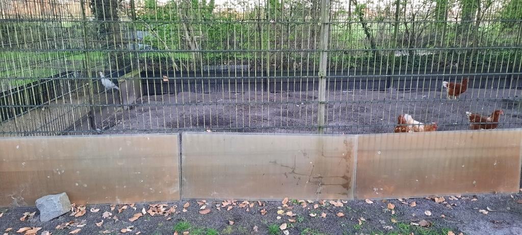 Tekoop plastic plaatjes 14ox55cmtotaal 25 meter mooi om de r, Dieren en Toebehoren, Pluimvee, Meerdere dieren, Kip