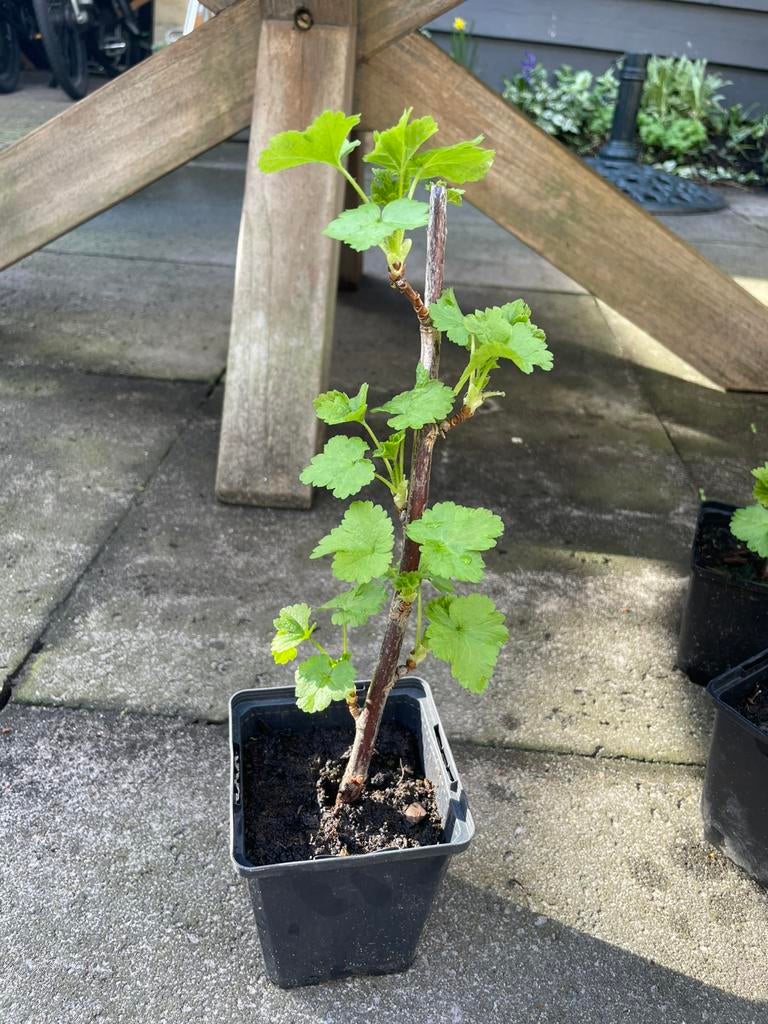 Jostabes kruising kruisbes zwarte bes Ribes x nidigrolaria, Ophalen, Minder dan 100 cm, Lente, Overige soorten