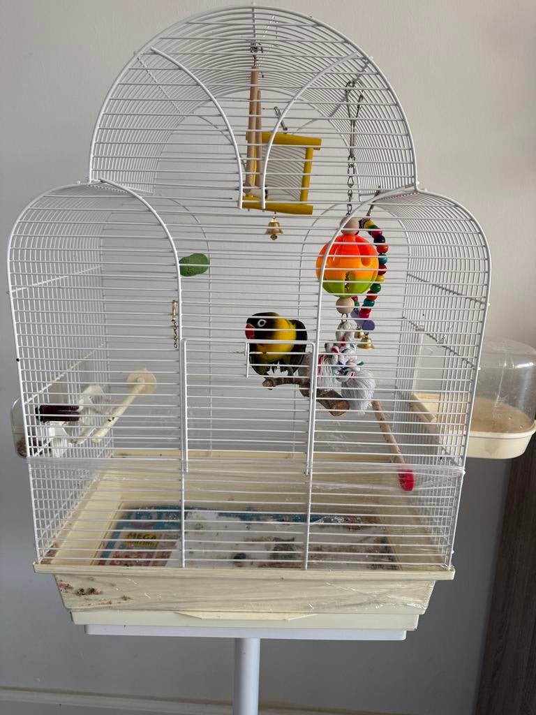 Verkopen agapornis, Meerdere dieren