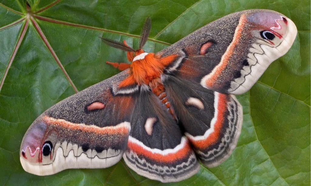 Hyalophora cecropia eitjes, Vlinders of Rupsen