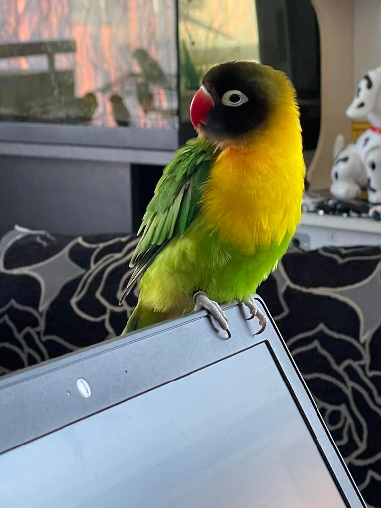 Agapornis Dwergpapegaai Fischerie Roseicolle Personata, Dieren en Toebehoren, Meerdere dieren, Dwergpapegaai of Agapornis, Geringd