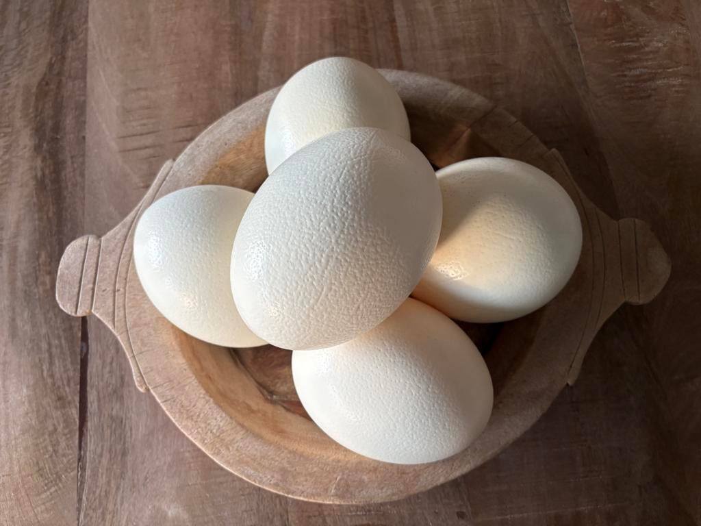 5 x originele struisvogel eieren, Ophalen, Zo goed als nieuw