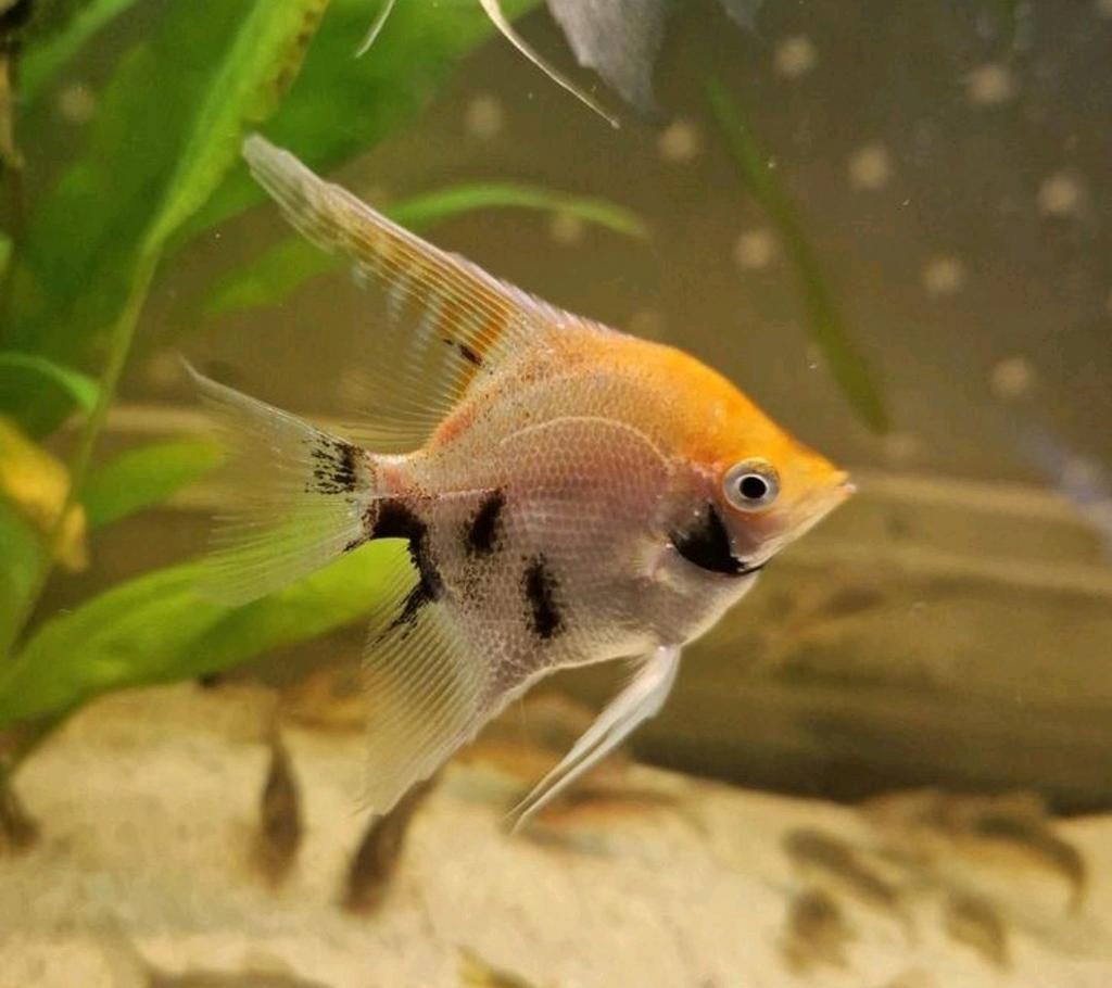 Licht oranje maanvissen €3.50 per stuk 6/7.5cm, Vis, Zoetwatervis, Schoolvis