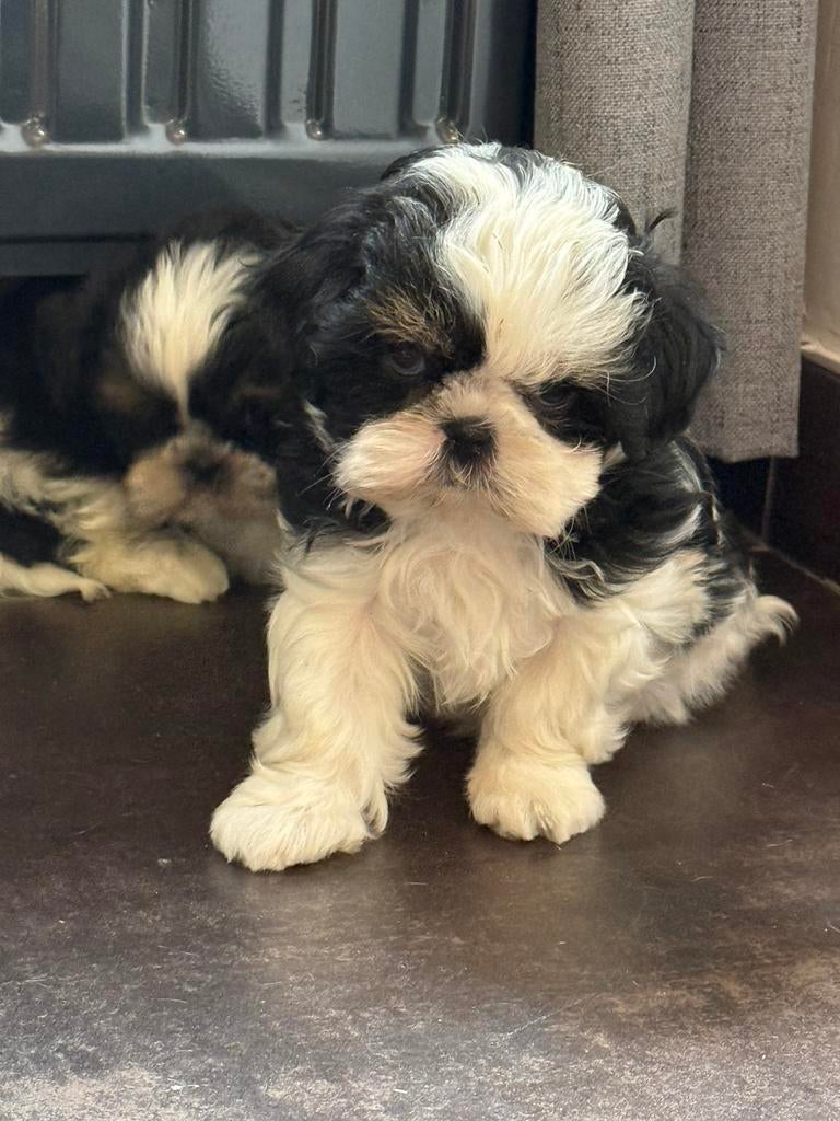 Shih tzu pups, Parvo, België, Overige rassen, 8 tot 15 weken