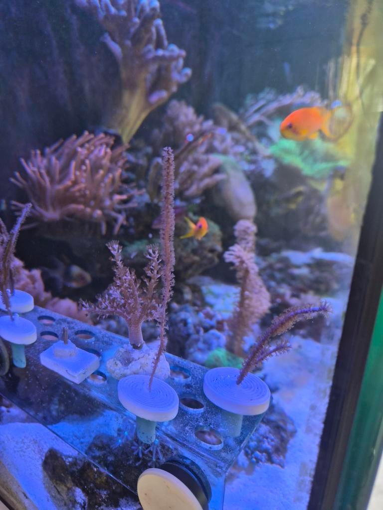 Antillogorgia acerosa koraal, Overige typen