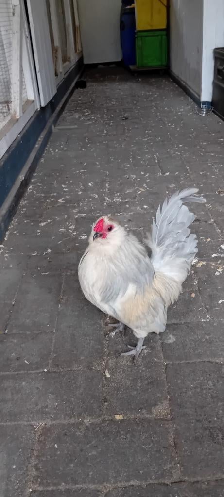 Broedeieren Antwerpse baardkriel, Dieren en Toebehoren, Geslacht onbekend, Kip