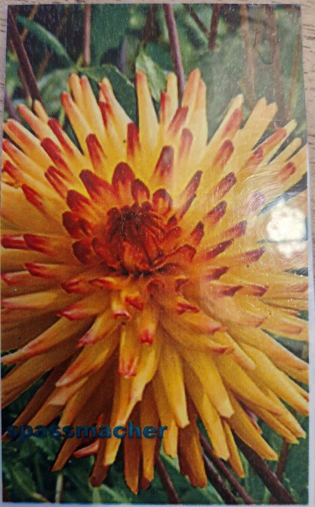 Dahlias knollen, Ophalen of Verzenden, Voorjaar, Volle zon, Knol