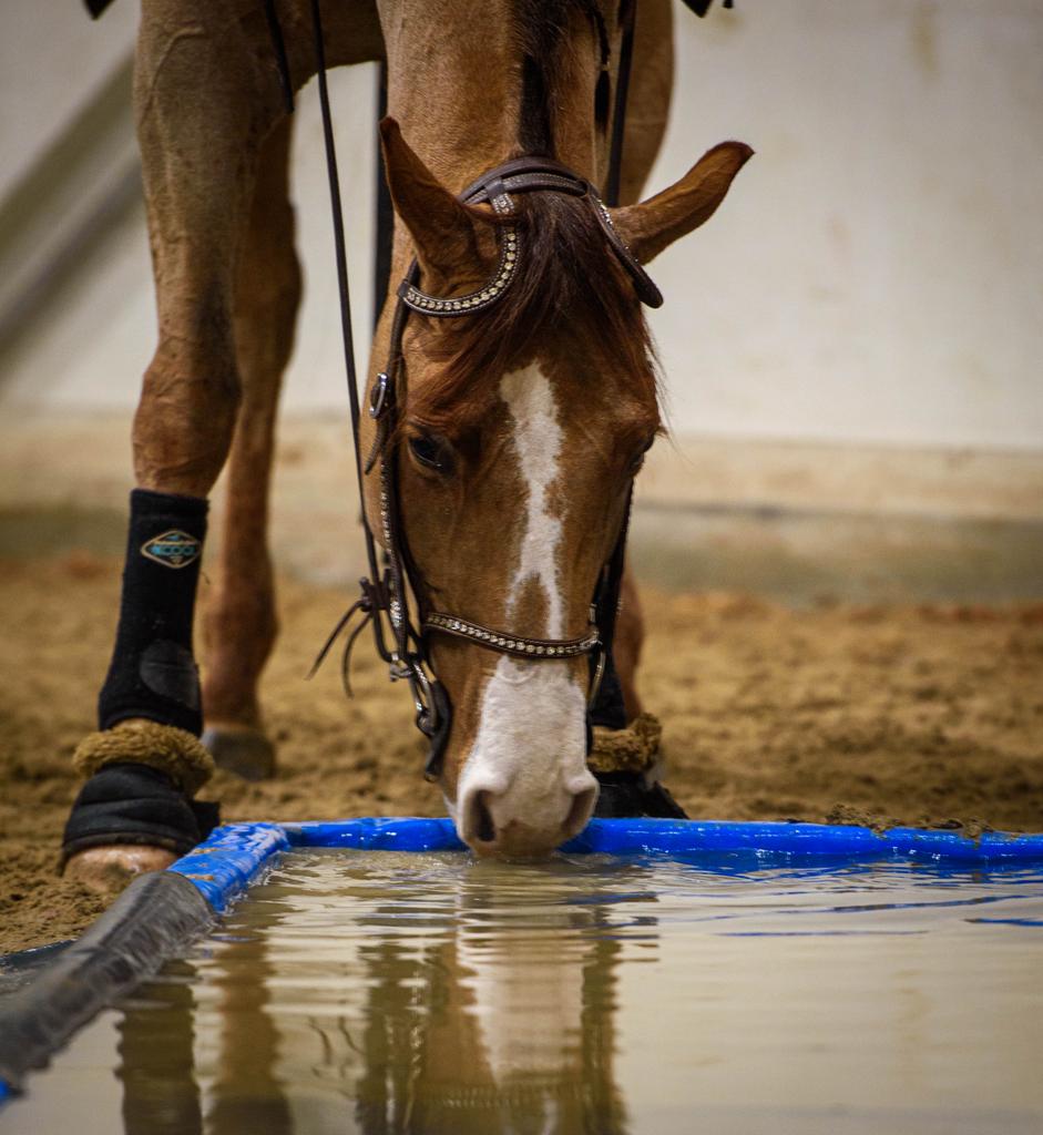 Paarden en pony’s zadelmak maken en trainen, Dieren en Toebehoren, Ophalen of Verzenden, Nieuw, Overige soorten