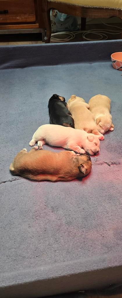 Boomer pups, 8 tot 15 weken, Meerdere, Meerdere dieren, Klein