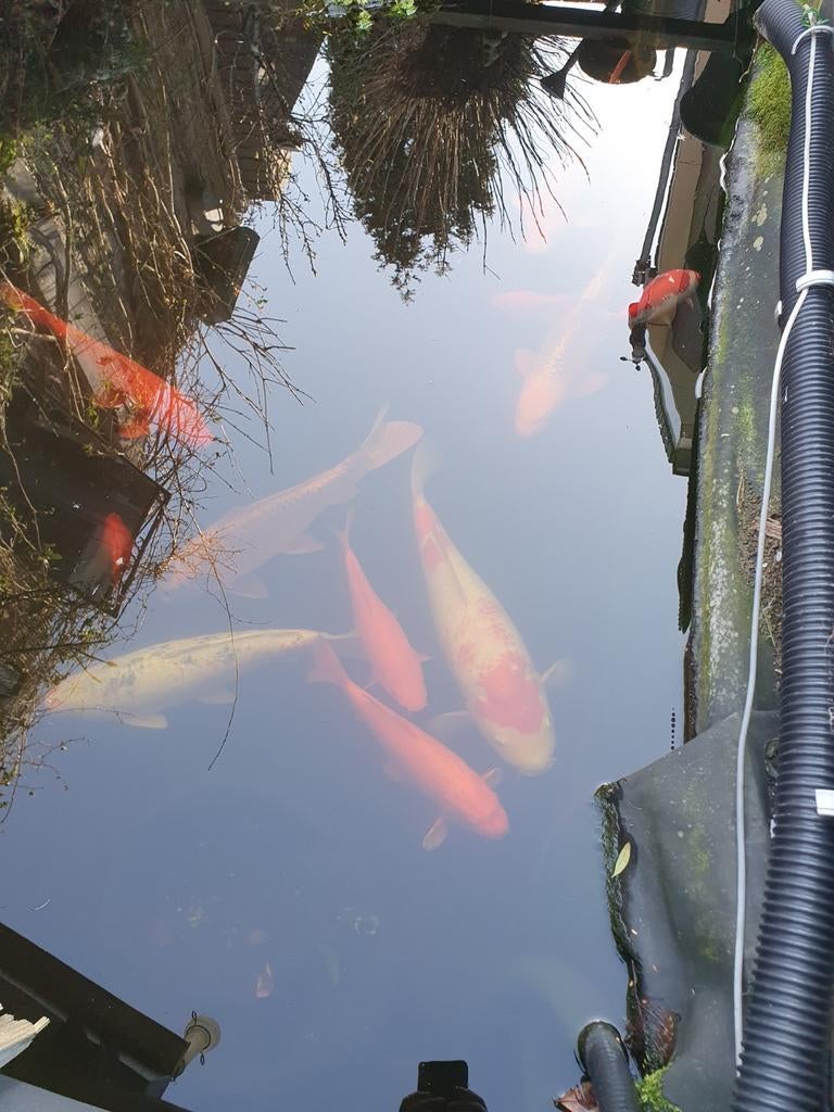 Koi karpers, Dieren en Toebehoren, Vissen | Vijvervissen, Karper of Koi