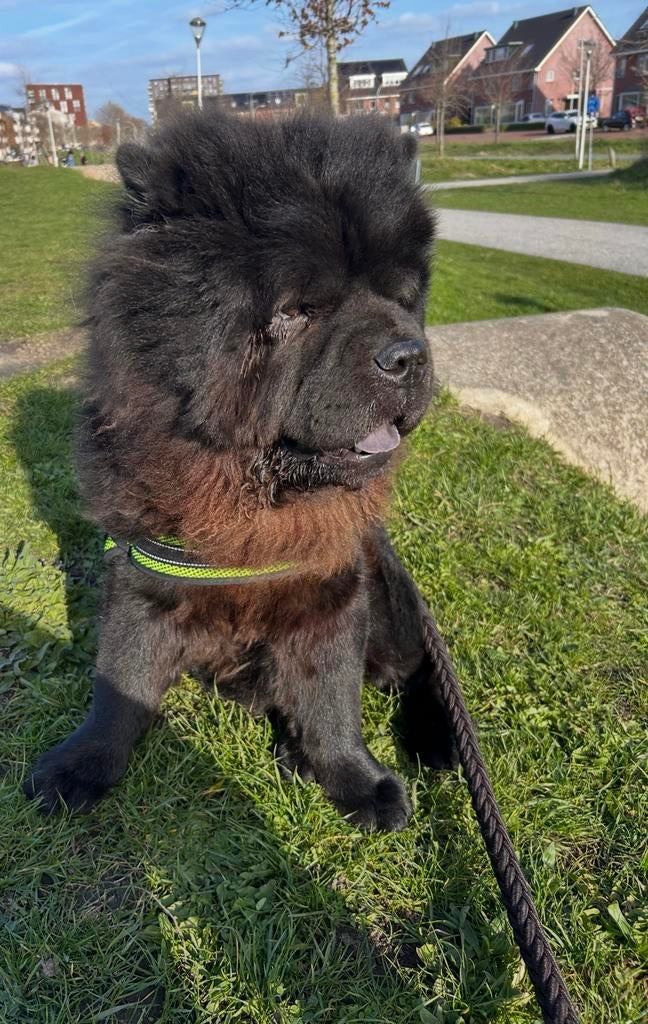 Chow chow (Reu), Dieren en Toebehoren, 1 tot 2 jaar, Parvo, Eén hond, Nederland