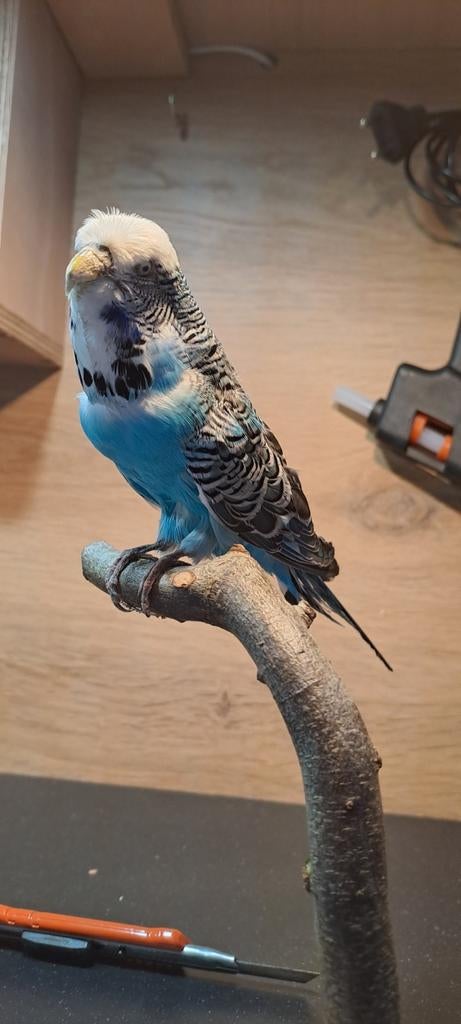 Opzetten diverse vogels, Meerdere dieren, Parkiet