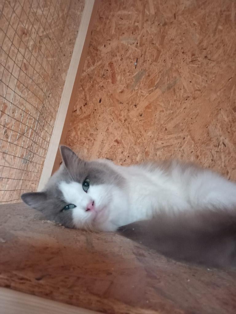 Ragdoll dekkater met stamboom, Dieren en Toebehoren, Katten en Kittens | Raskatten | Langhaar, Poes, Met stamboom
