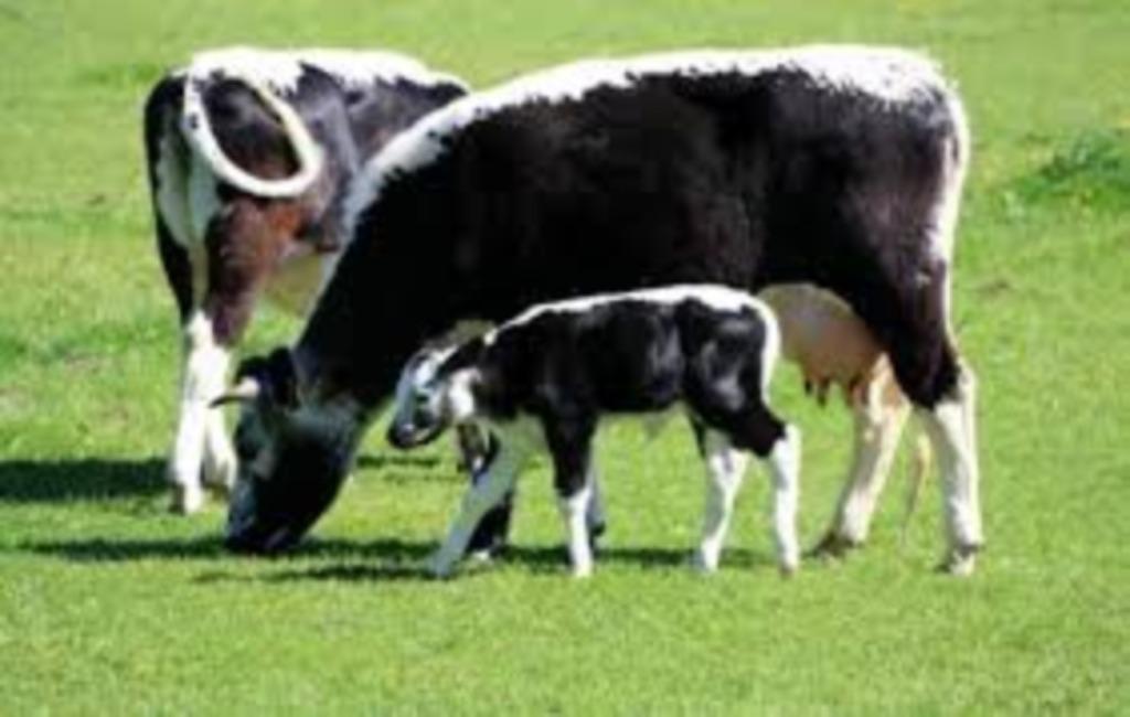 gezocht MRIJ witrik vaarskalveren, Dieren en Toebehoren, Runderen, Meerdere dieren, 0 tot 2 jaar