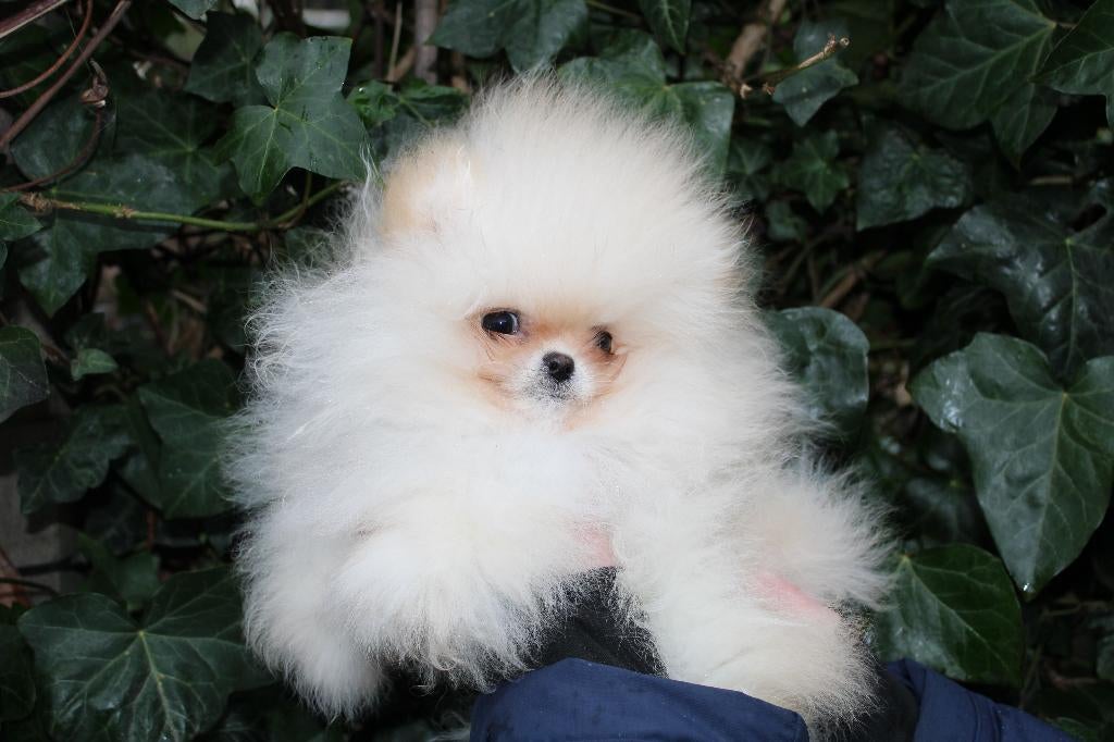 Dwergkees pup met FCI stamboom, Dieren en Toebehoren, Honden | Herdershonden en Veedrijvers, Eén hond, Nederland, Fokker | Hobbymatig