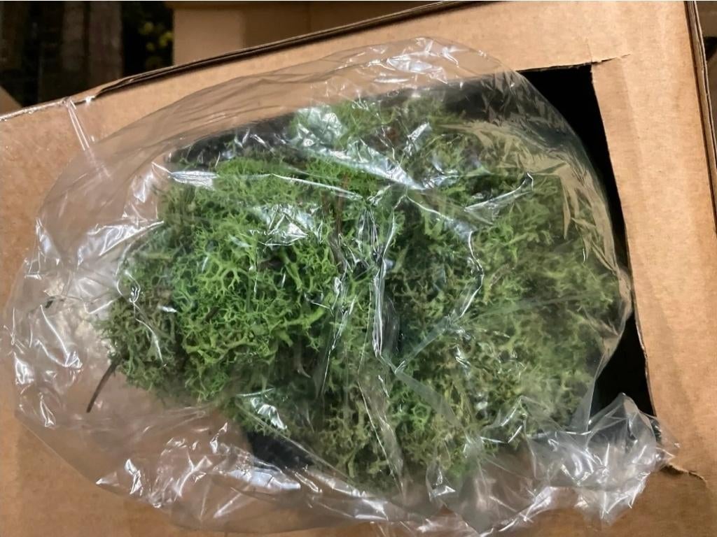 NIEUW - Ijslands mos Groen, Ophalen of Verzenden, Nieuw