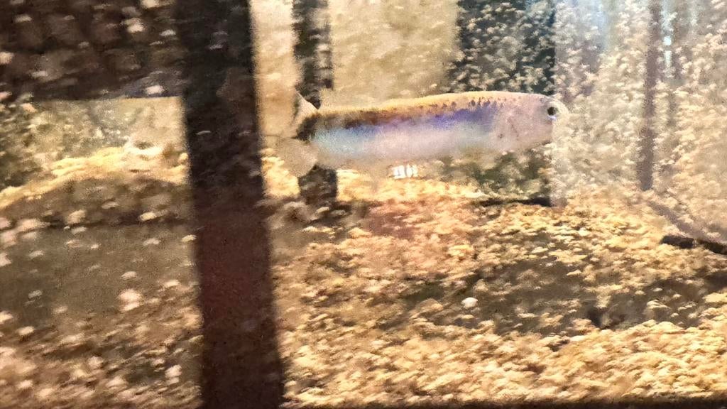 Kleurrijke Tegelvis Oreni te koop, Vis