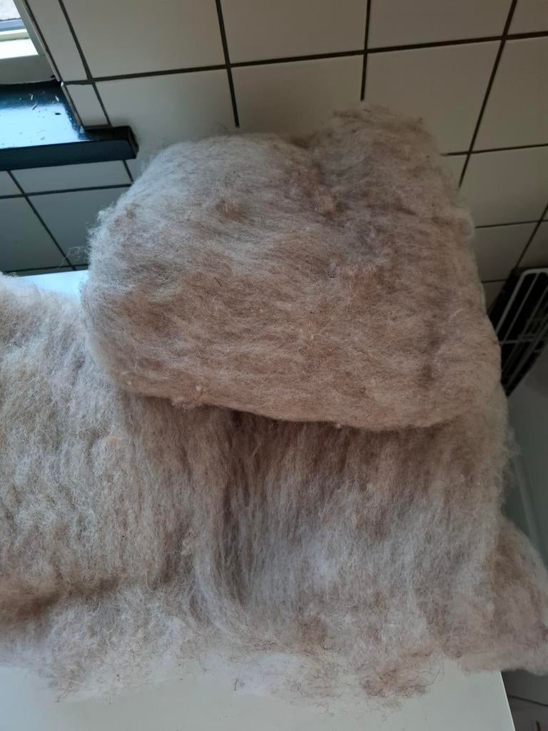 Kaardvlies van   Coburger Fuchs  schaap, Ophalen of Verzenden, Nieuw, Spinwol