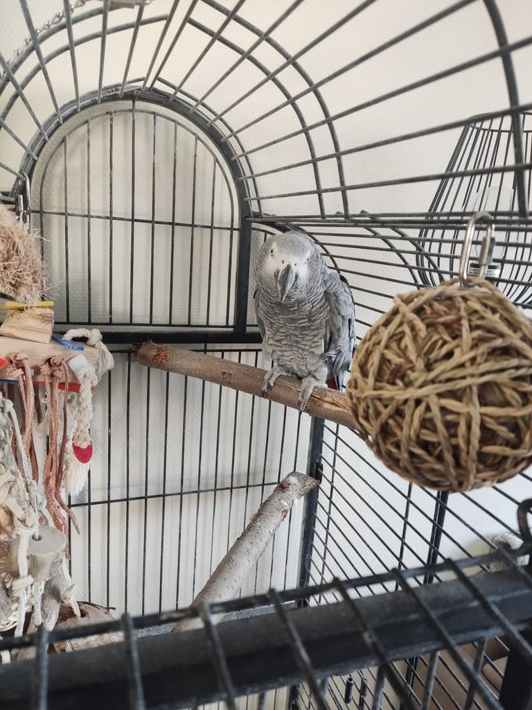 Grijze roodstaart, Dieren en Toebehoren, Vogels | Parkieten en Papegaaien, Mannelijk, Papegaai, Pratend