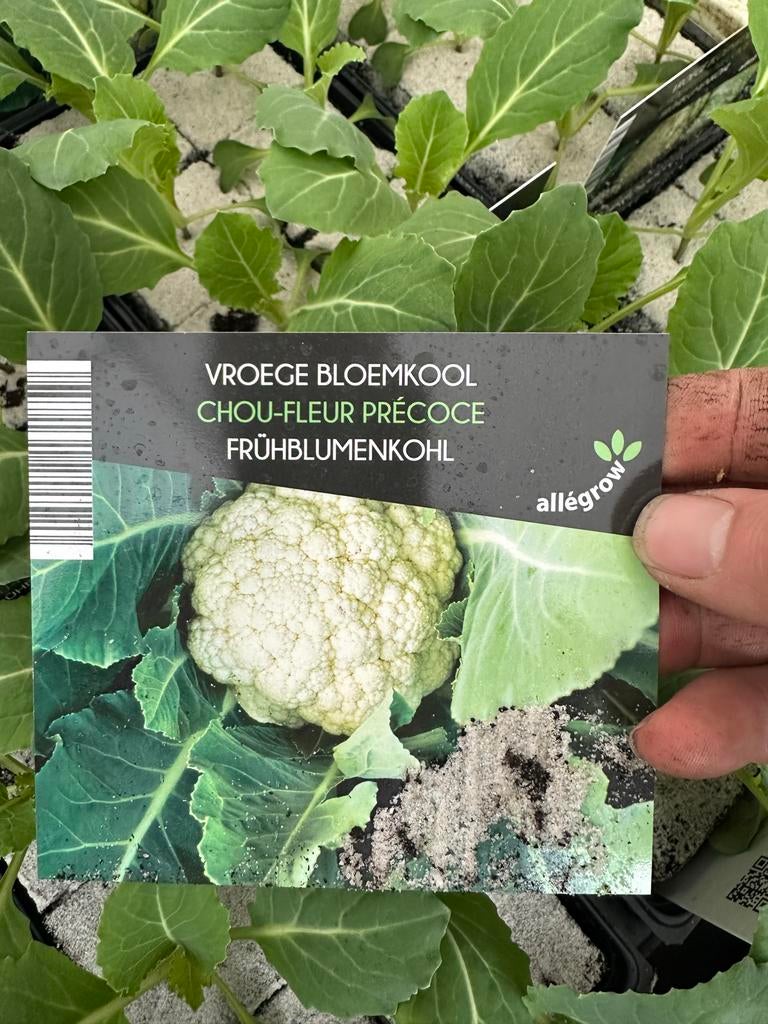 Vroege Bloemkool, Tuin en Terras, Planten | Tuinplanten, Ophalen, Eenjarig, Groenteplanten, Volle zon